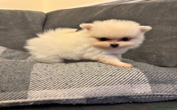 Pomeranian dogs for sale: Gorgeous Pomeranian puppies - Image 11