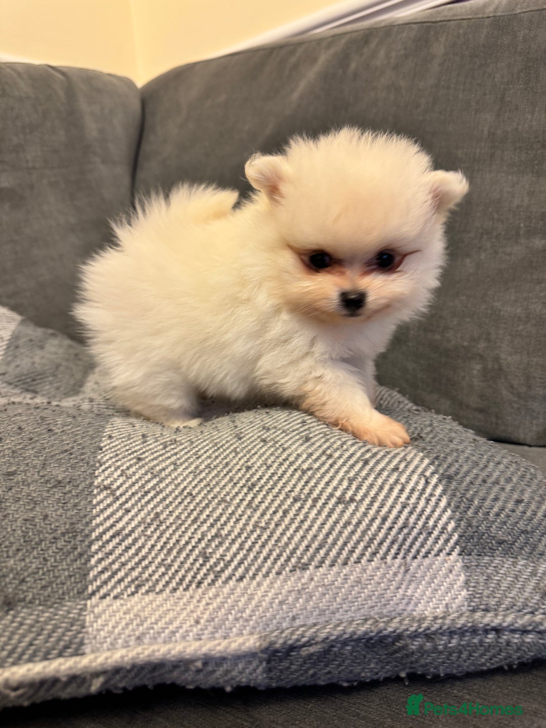 Pomeranian dogs for sale: Gorgeous Pomeranian puppies - Image 11