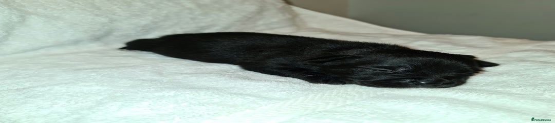 Staffordshire Bull Terrier Puppy 1