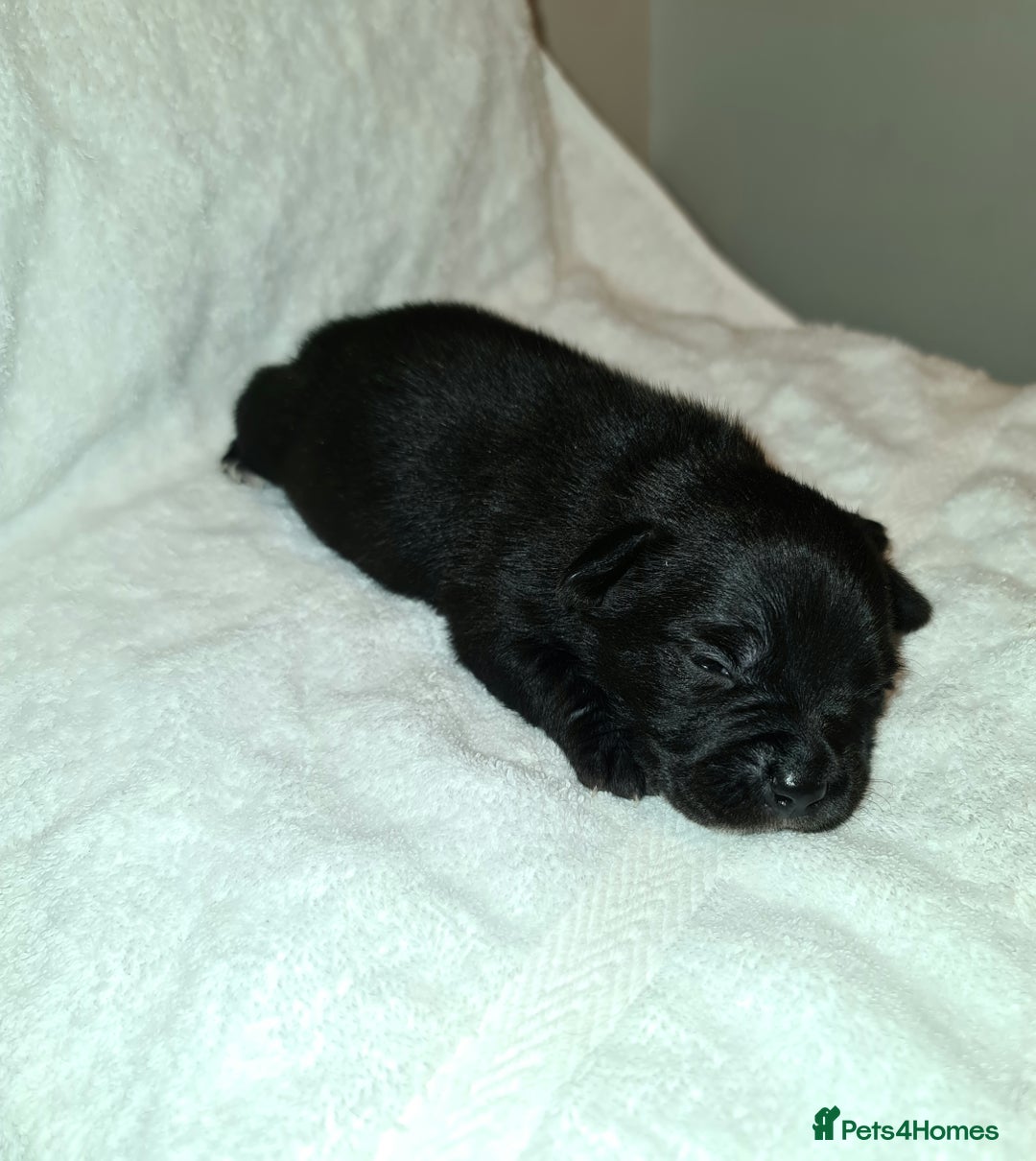 Staffordshire Bull Terrier dogs for sale: Adorable champion bred black staffys puppy's  - Image 20