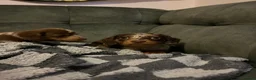 Miniature Dachshund dogs for sale: 4 beautiful miniature dachshunds  - Advert 7
