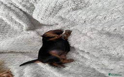 Yorkshire Terrier dogs for sale: Adorable Yorkshire Terrier Puppy for Sale - Image 3