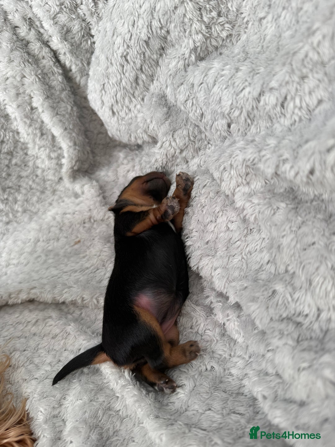 Yorkshire Terrier dogs for sale: Adorable Yorkshire Terrier Puppy for Sale - Image 3