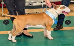 English Bull Terrier dogs for sale: Beautiful girl - Image 26