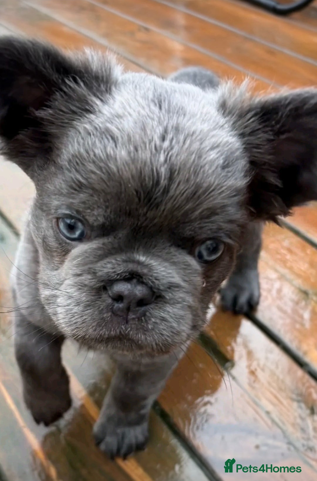 French Bulldog dogs for sale: Bonnie litter - Advert 3