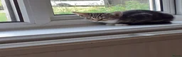 Mixed Breed cats for sale: Kitten - Advert 10