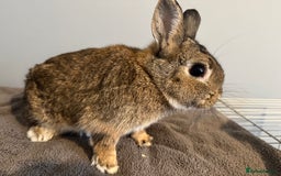 Netherland Dwarf rabbits for sale: Netherland dwarf baby’s  in Chatham - Image 5