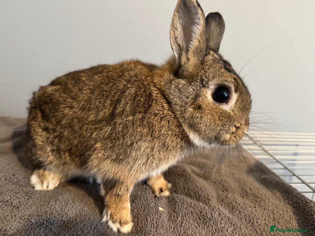 Netherland Dwarf rabbits for sale: Netherland dwarf baby’s  in Chatham - Image 5