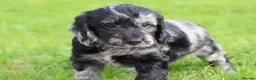 Cockapoo dogs for sale: Beautiful Cockapoo puppies for sale  - Advert 22