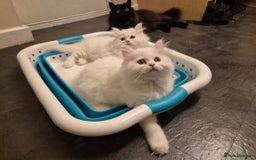 Mixed Breed cats for sale: Two Adorable Pure White Persian x Ragdoll Kittens - Image 9