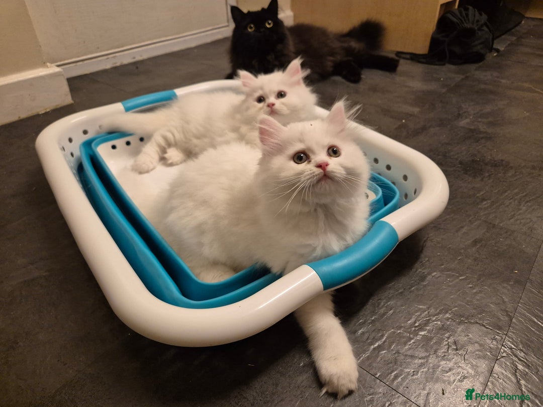 Mixed Breed cats for sale: Two Adorable Pure White Persian x Ragdoll Kittens - Image 9