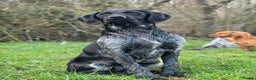 German Wirehaired Pointer dogs for stud: Black ticked GWP standing at Stud in Harrogate - Advert 4