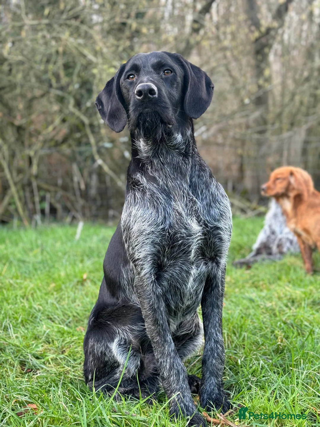 German Wirehaired Pointer dogs for stud: Black ticked GWP standing at Stud in Harrogate - Advert 4