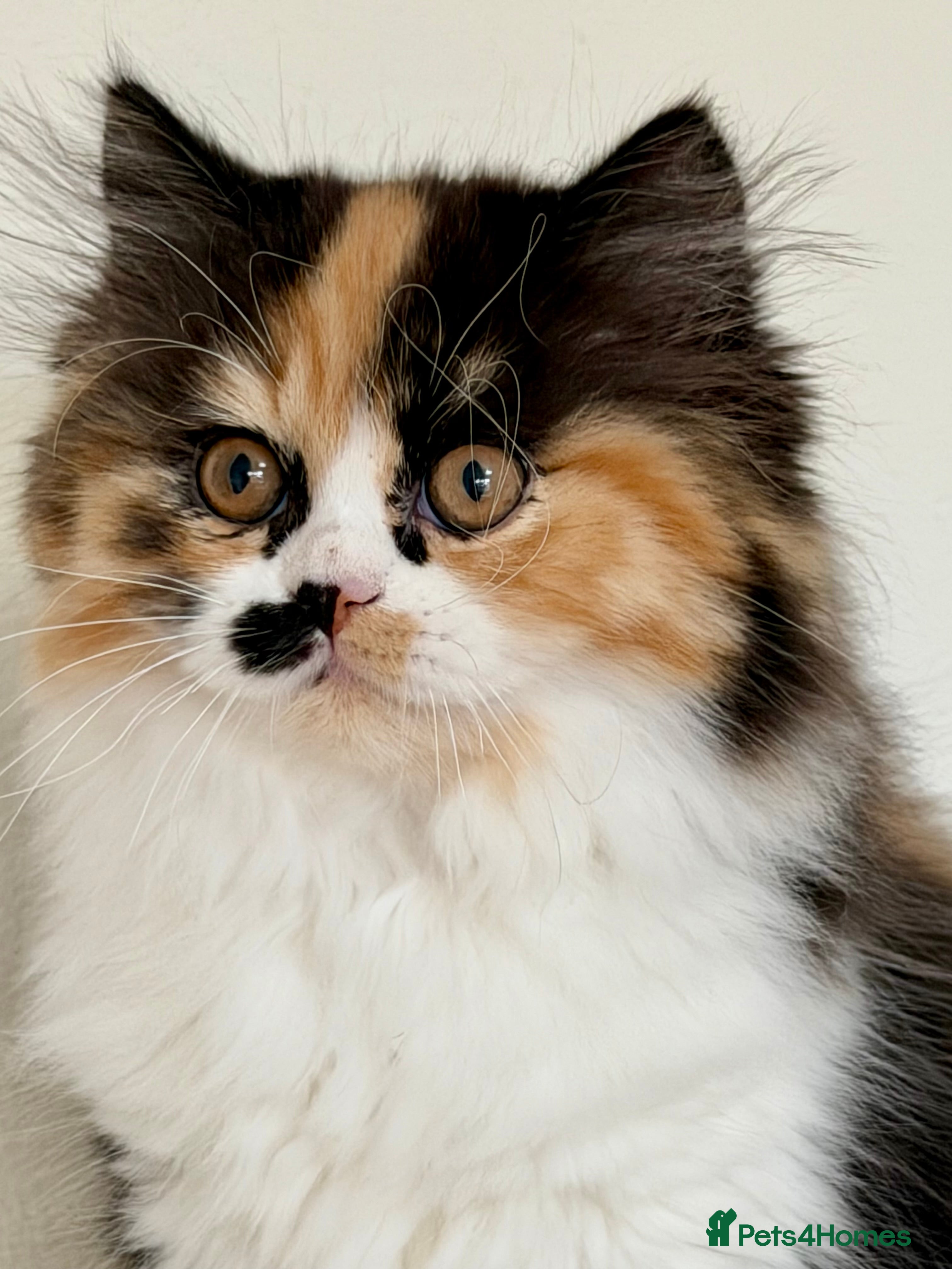 British Longhair cats British Longhair girls TICA registered  - Advert 3