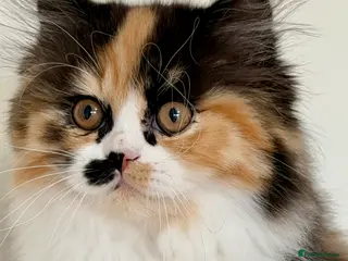 British Longhair cats British Longhair girls TICA registered - Advert 13