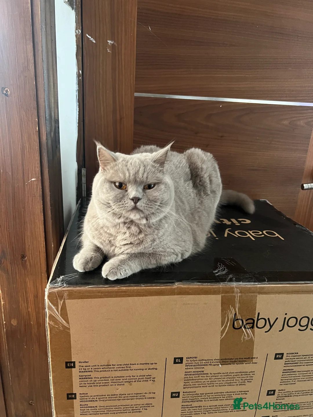 British Shorthair cats for sale: British Shorthair Cat - Advert 4