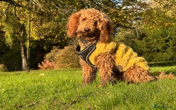 Cavapoo dogs for sale: Poppy,  beautiful  Red Cavapoo - Image 1