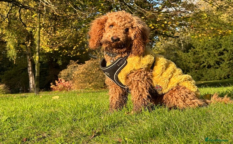 Cavapoo dogs - Advert 14