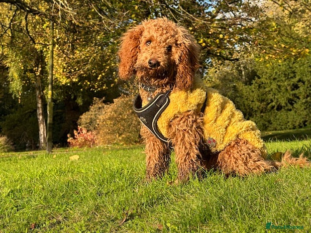 Cavapoo dogs - Advert 14