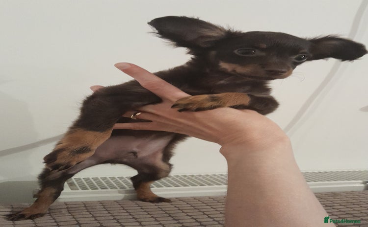 Russian Toy Terrier dogs - Advert 1