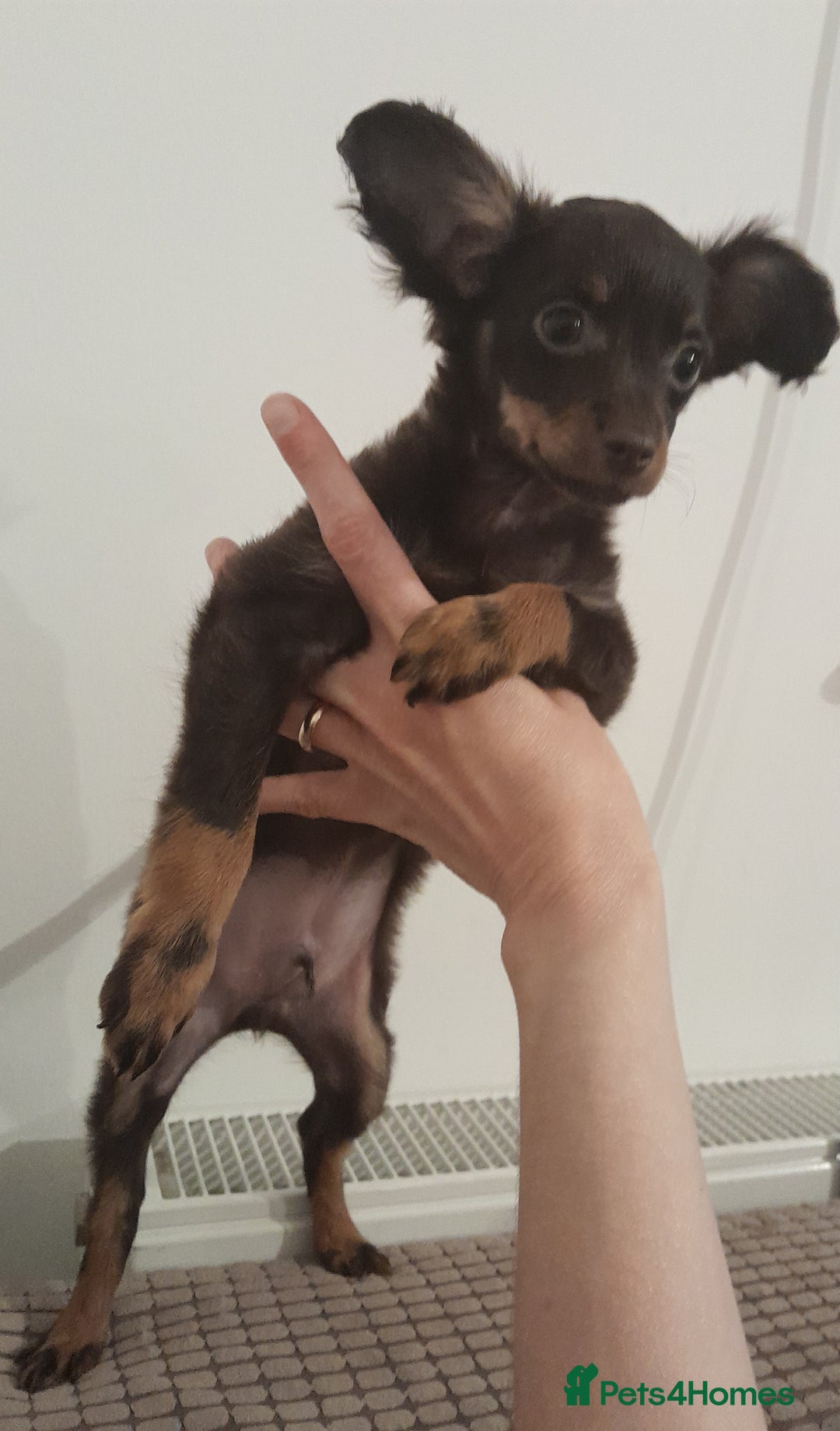 Russian Toy Terrier dogs for sale: Purebred Russian Toy long-haired - Image 2