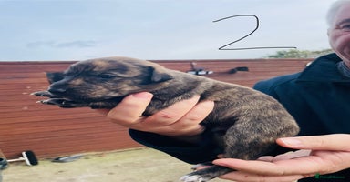 Lurcher dogs lurcher pups - Advert 11