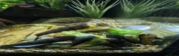 Other/Mixed Breed fish for sale:  PLEASE READ DESCRIPTION Various fish for sale - Advert 2