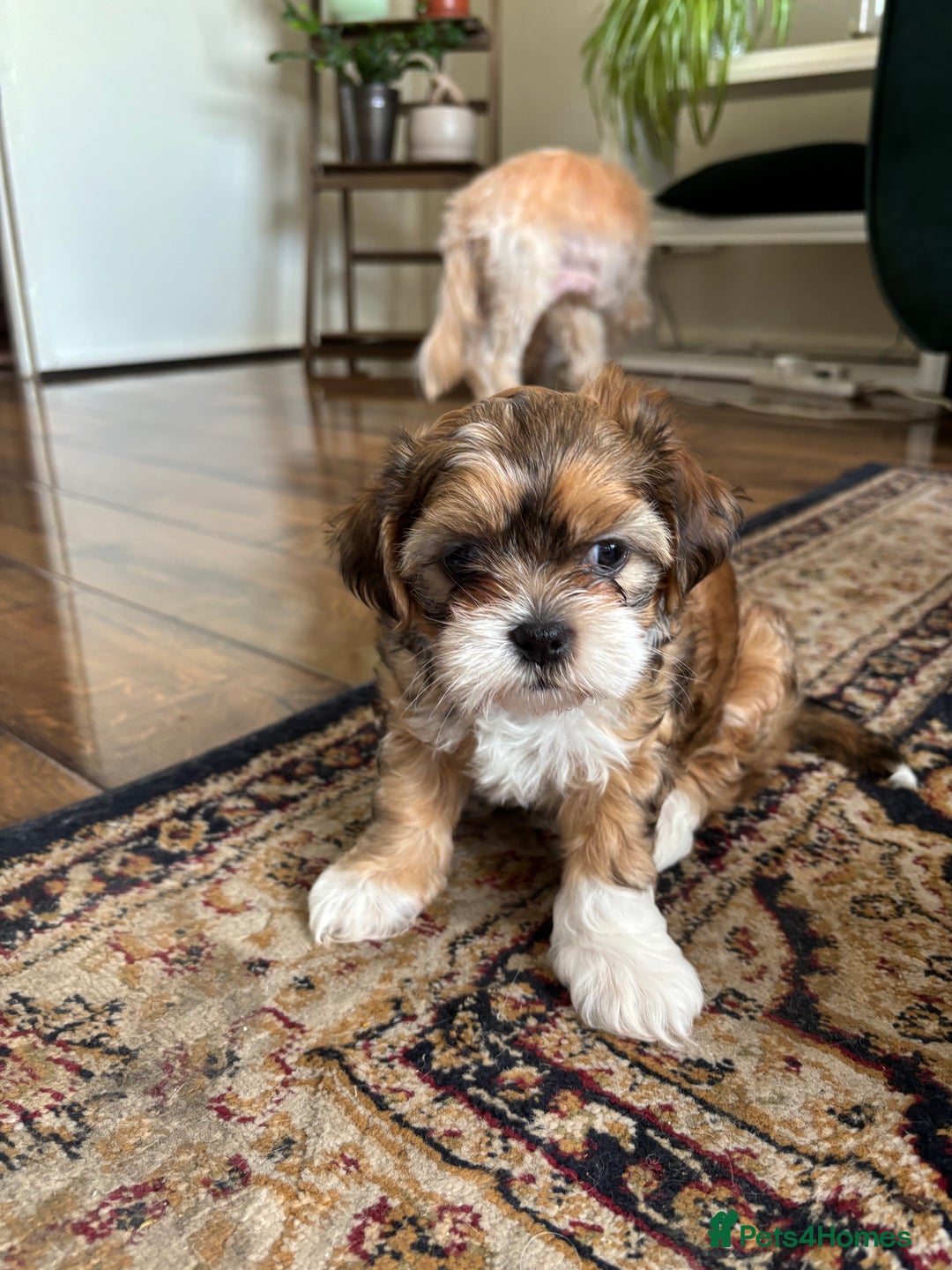 Mixed Breed dogs for sale: SHIH TZU Mix  - Image 10