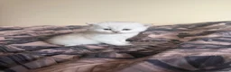 Scottish Fold cats for sale: Scottish Fold & Straight Kittens – Blue Eyes - Advert 16