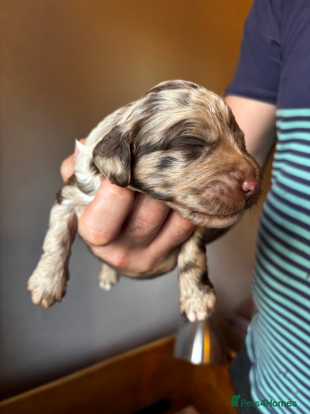 Sproodle dogs for sale: 🐾 Premium Sproodles - Merles & Stunning Parti 🐾 - Advert 13