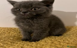 British Shorthair cats for sale: Male British shorthair kitten  - Image 17