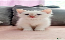 Mixed Breed cats for sale: Beautiful kittens 🐾 - Image 20