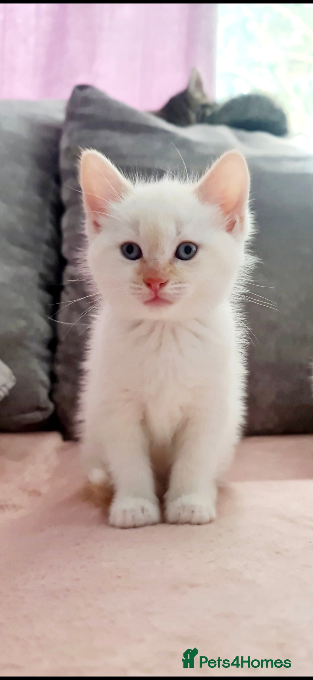Mixed Breed cats for sale: Beautiful kittens 🐾 - Image 20