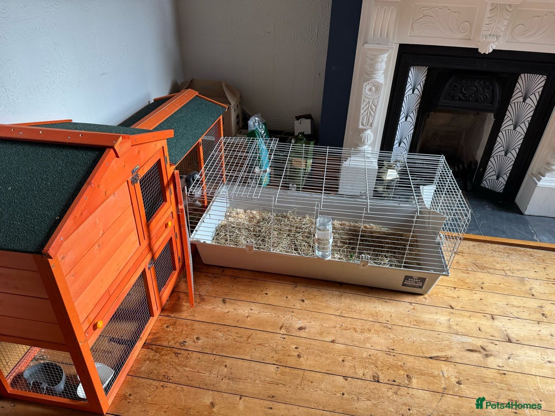 English Lop rabbits for sale: Free to good home, lop rabbit  - Image 3