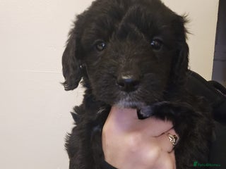 Goldendoodle dogs Goldendoodles - Advert 1