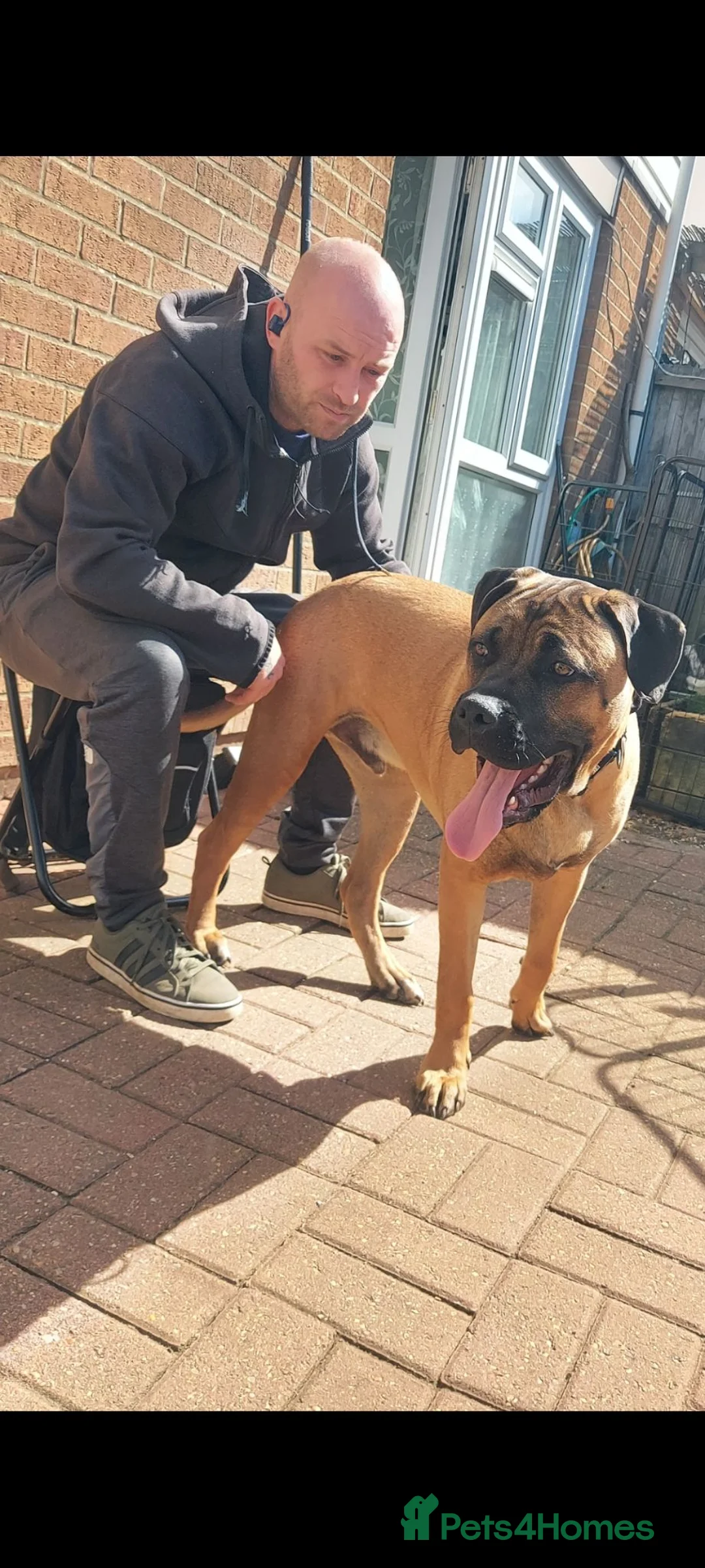 Mixed Breed dogs for sale: Staffy cross cane Corso  - Advert 9