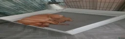 Labrador Retriever dogs for sale: KC REG, EHANCED HEALTH TESTED, RED & YELLOW LABS - Advert 17