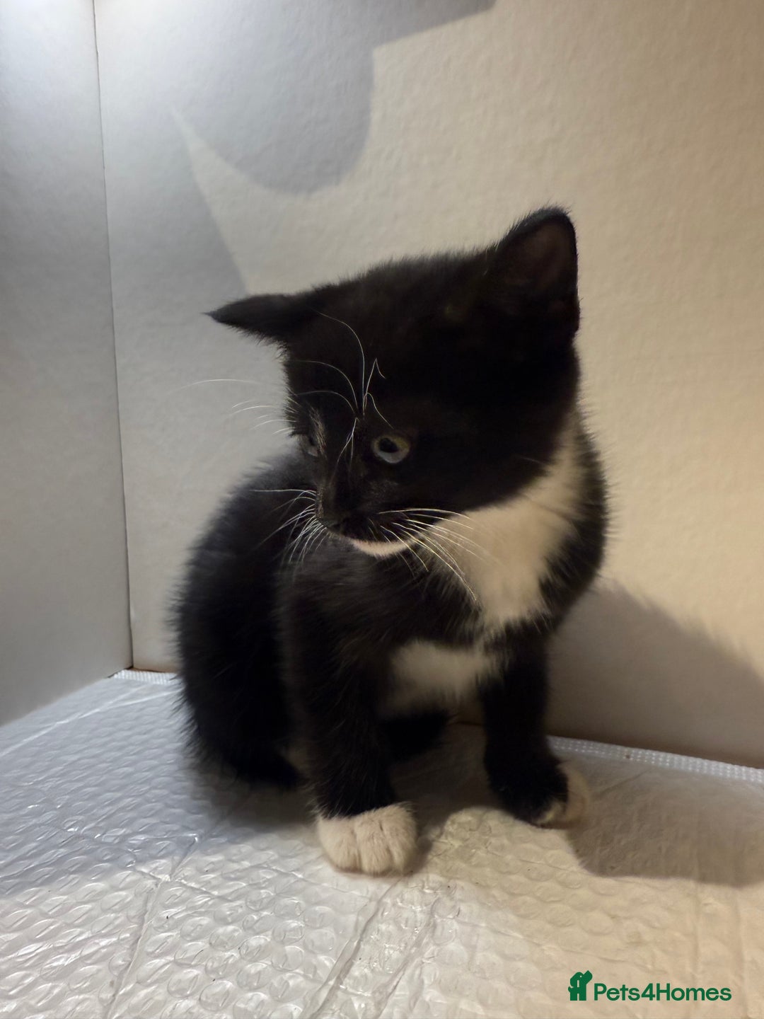 Korat cats for sale: Cute playful kittens ready for their new home 🖤🤍 - Advert 36