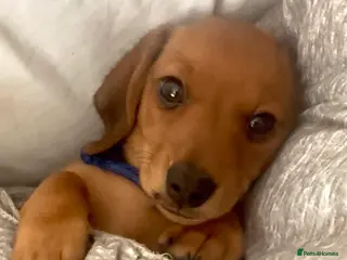 Miniature Dachshund dogs READY NOW✅ PASSED ALL HEALTH TEST 5 stars 🌟 ✅ - Advert 14