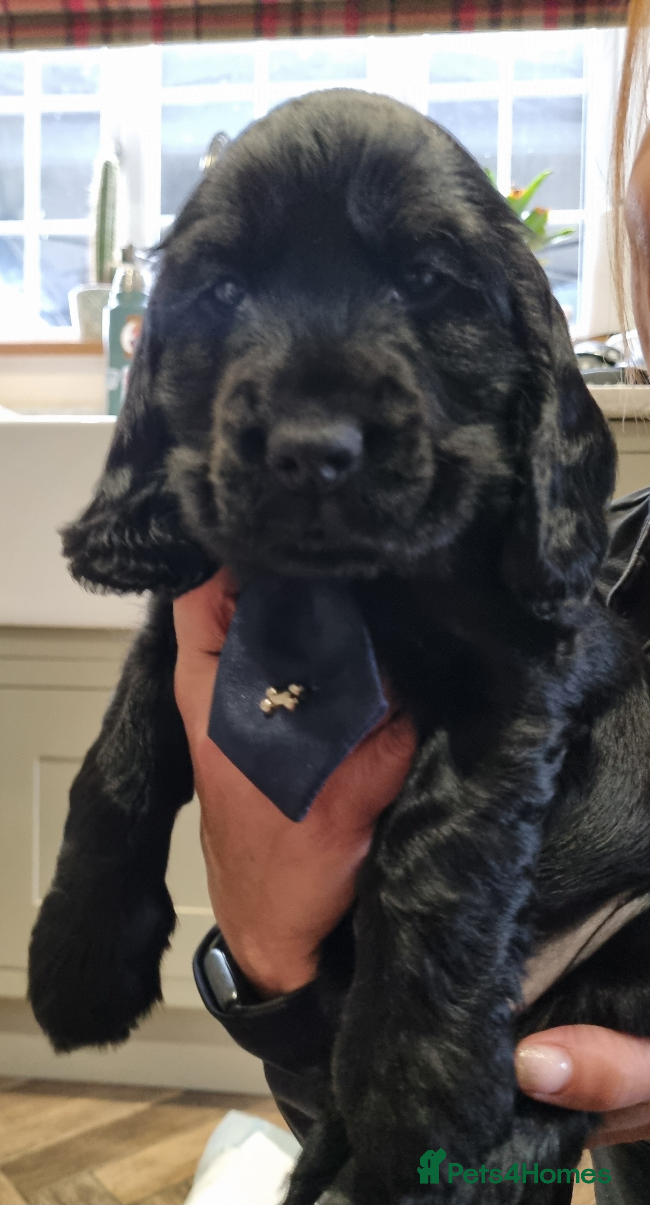 Cocker Spaniel dogs Only this stunning black boy seal left ❤️😍  - Advert 14