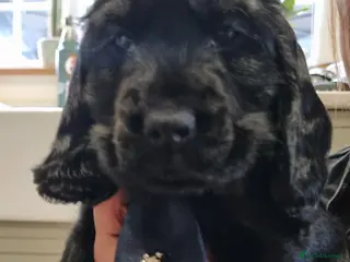 Cocker Spaniel dogs Only this stunning black boy seal left ❤️😍 - Advert 14