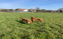 Double Doodle dogs for stud: Stunning Australian Double Doodle For Stud  - Image 5