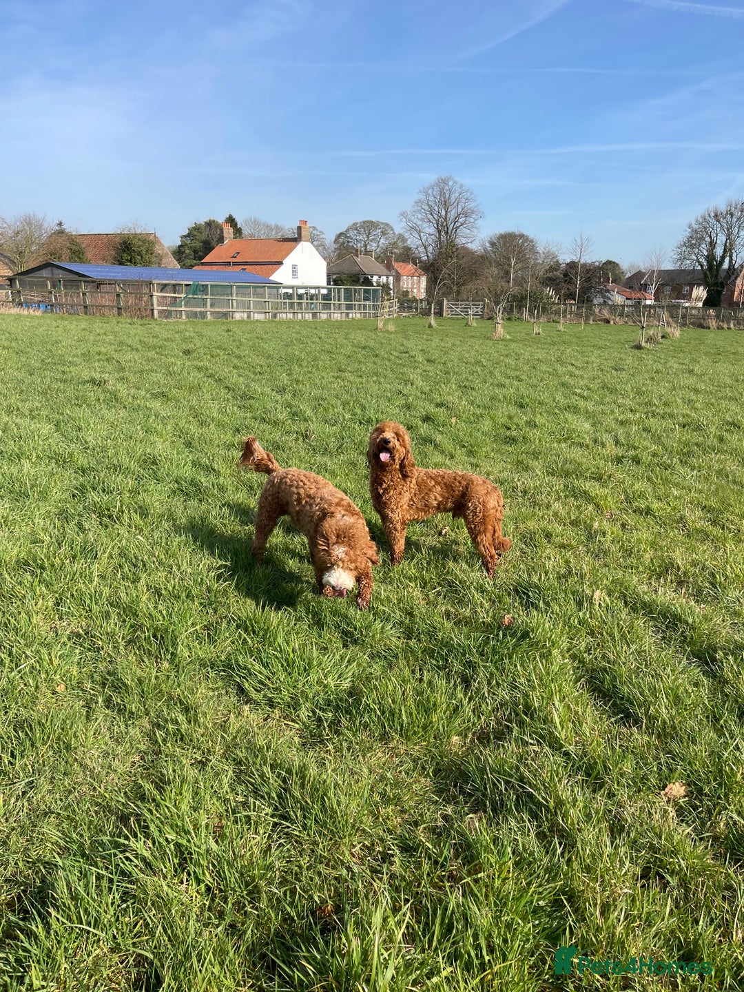 Double Doodle dogs for stud: Stunning Australian Double Doodle For Stud  - Image 5