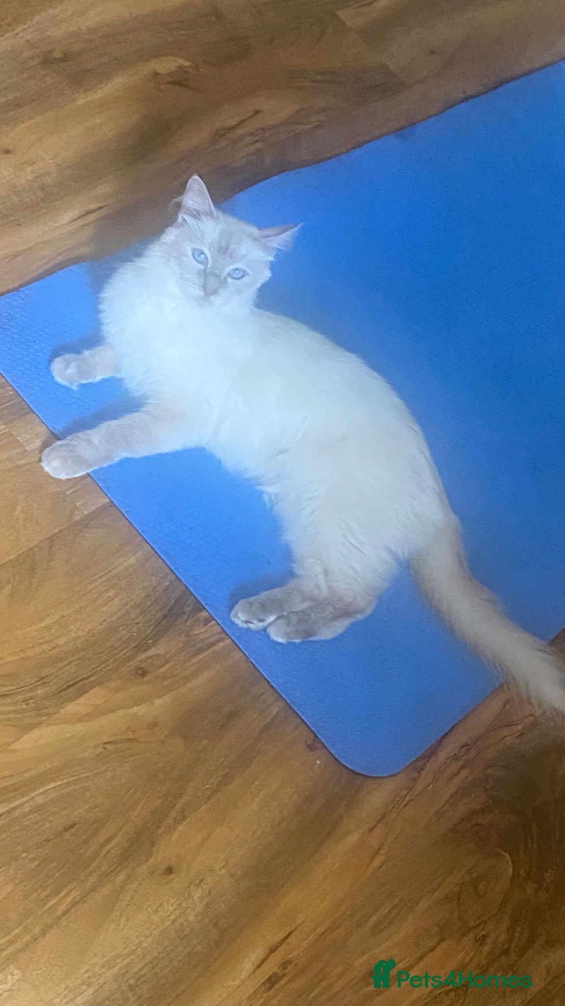 Ragdoll cats We have 5 beautiful half Ragdoll kittens  - Advert 1