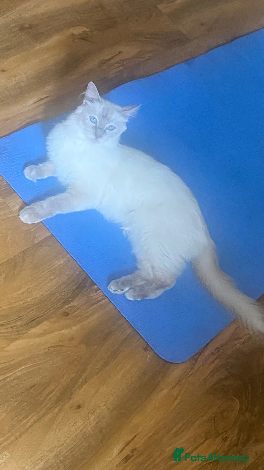 Ragdoll cats for sale: We have 5 beautiful half Ragdoll kittens  - Advert 1