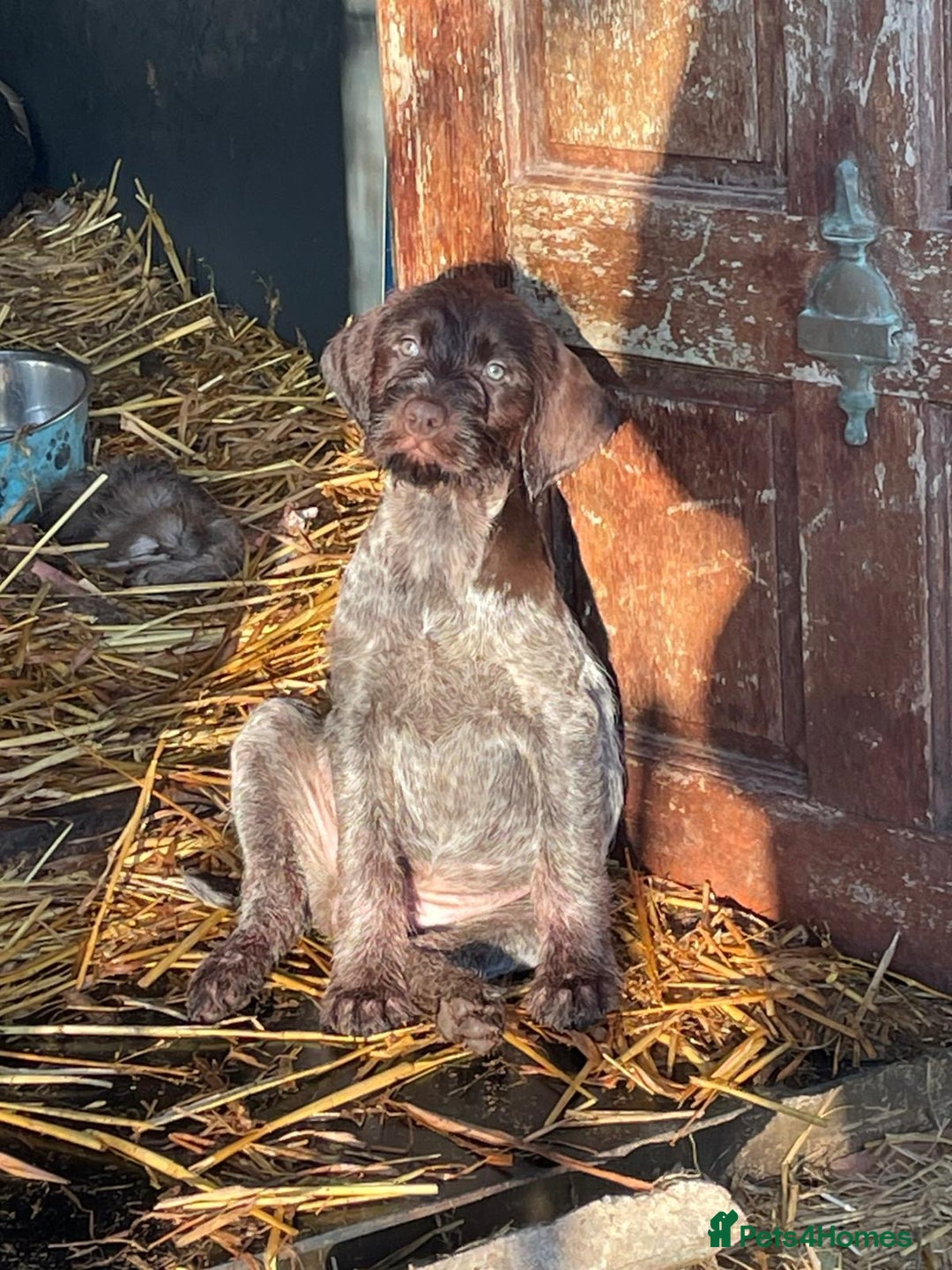 Mixed Breed dogs for sale: German pointer griffen pointer cross - Advert 4