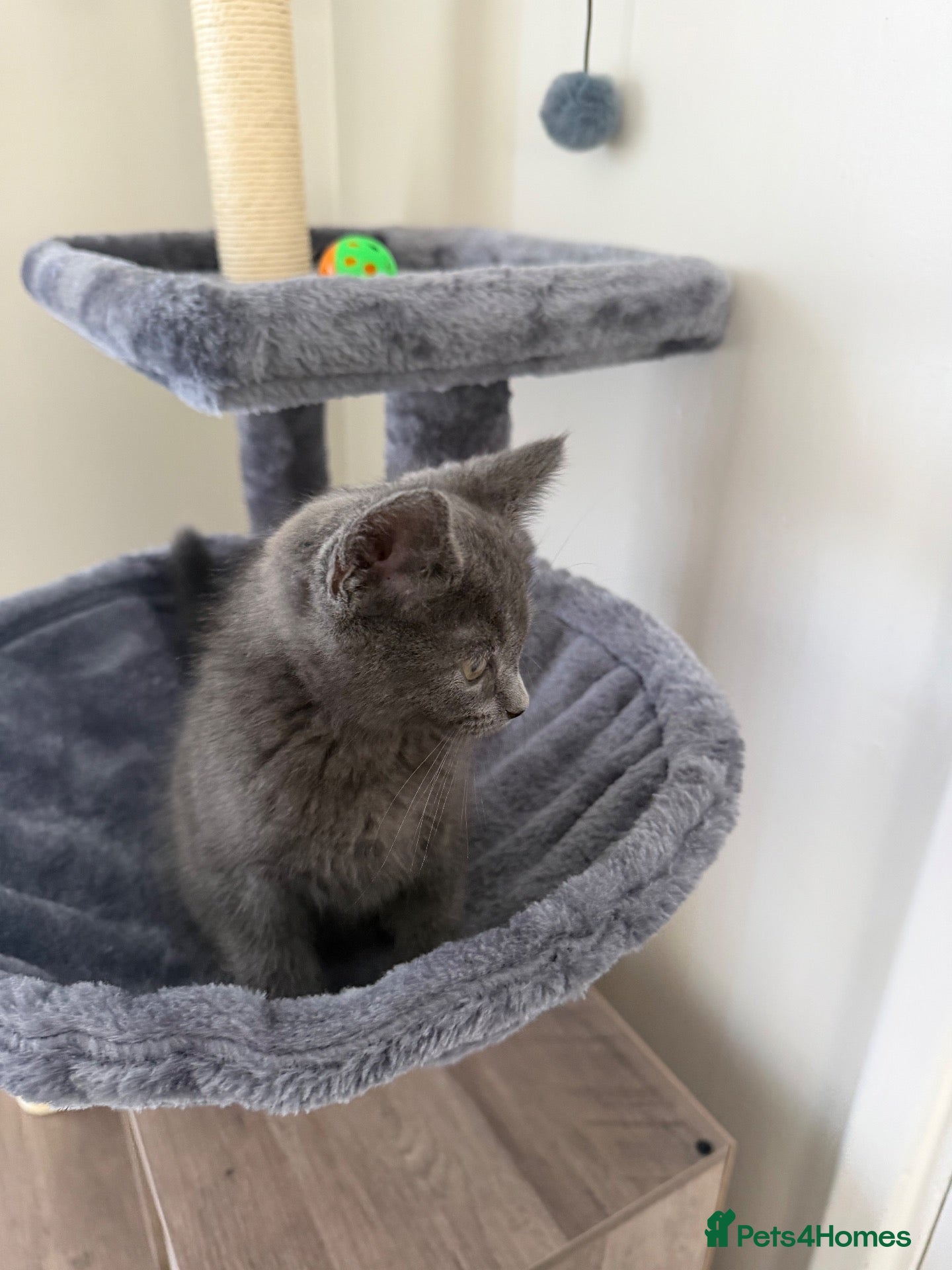 British Shorthair cats Blue British Short Hair Kitten - 11 weeks  - Advert 1