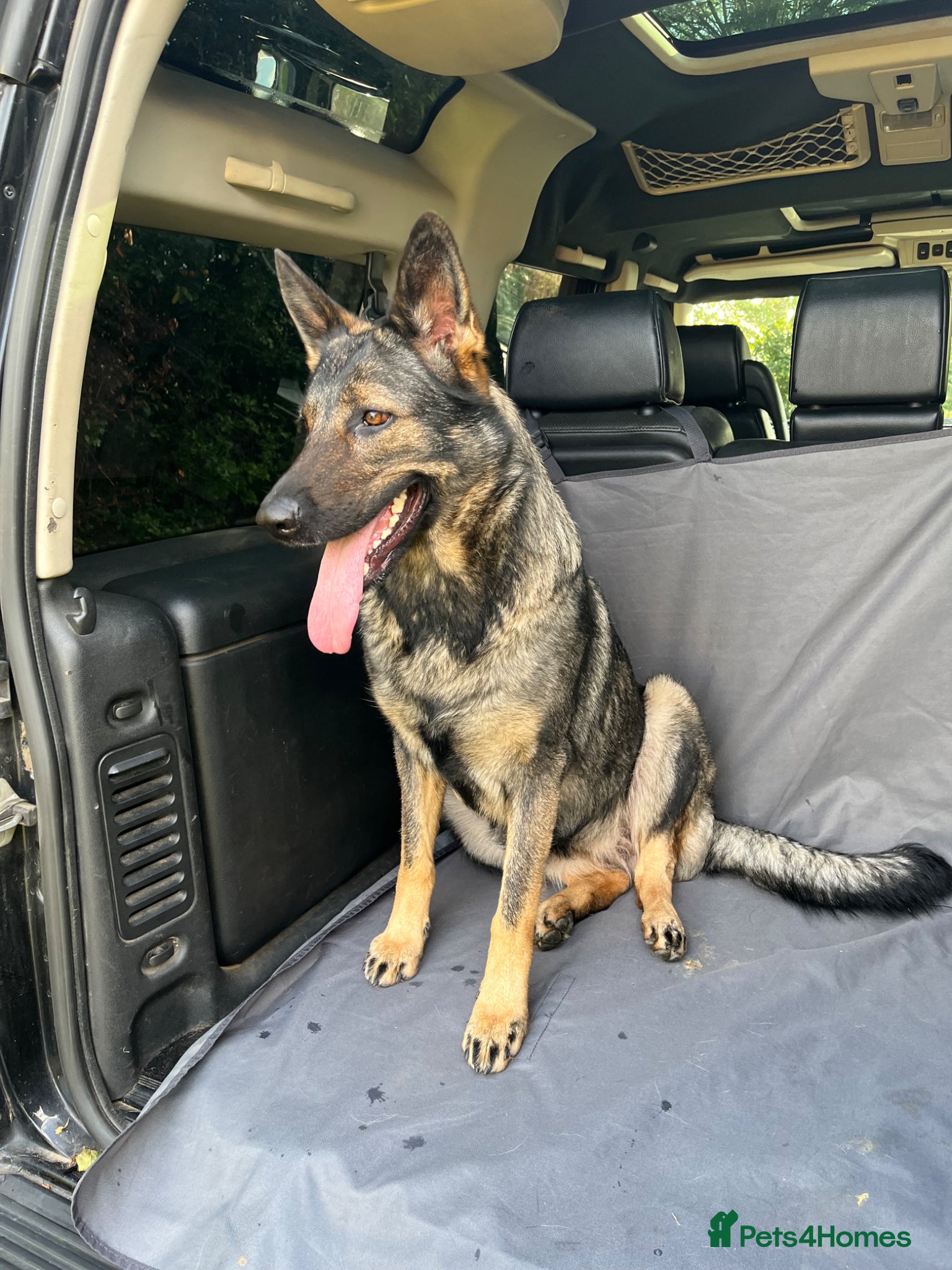 German Shepherd dogs for sale: Working lines GSD - Advert 5