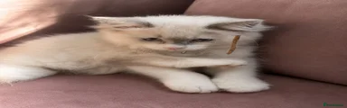 Ragdoll 5