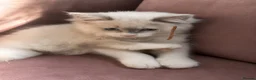 Ragdoll cats for sale: Child Friendly Ragdoll and Ragdoll Cross Kittens  - Advert 2